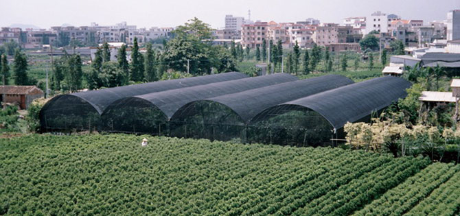 green nets were produced by shading net making machine for agricultural field