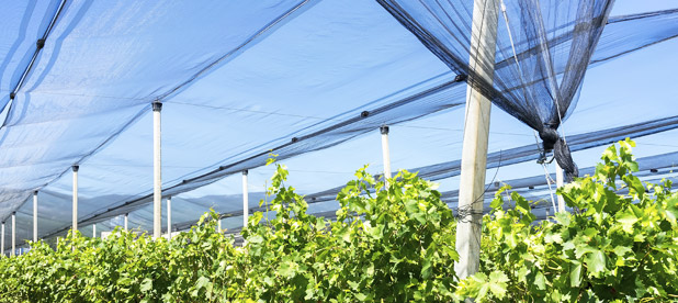 Bolsas y Redes para Agricultura y Redes para Arquitectura